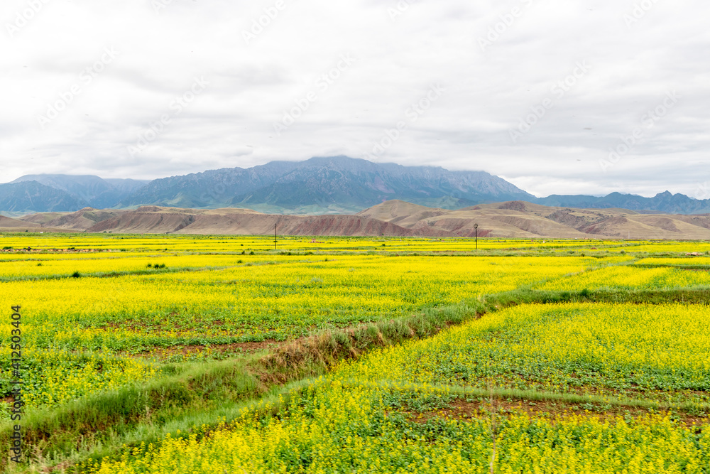 Fototapeta premium Qilian prairie, Qinghai Province, China