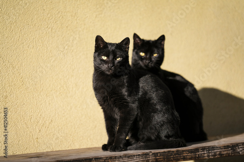 Fototapeta Naklejka Na Ścianę i Meble -  Two beautiful domestic black cats with yellow eyes are sitting on a bench next to each other and looking straight at the camera. Yellow facade in background.