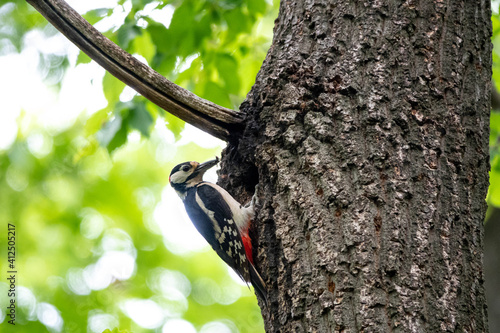 The woodpecker, Dendrocopos major is a species of piciform bird of the Picidae family photo