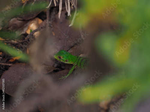 Hidden lizard, Yucatan peninsula.