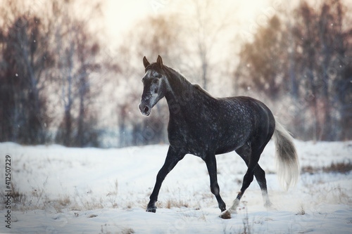 Orlov Trotter horse