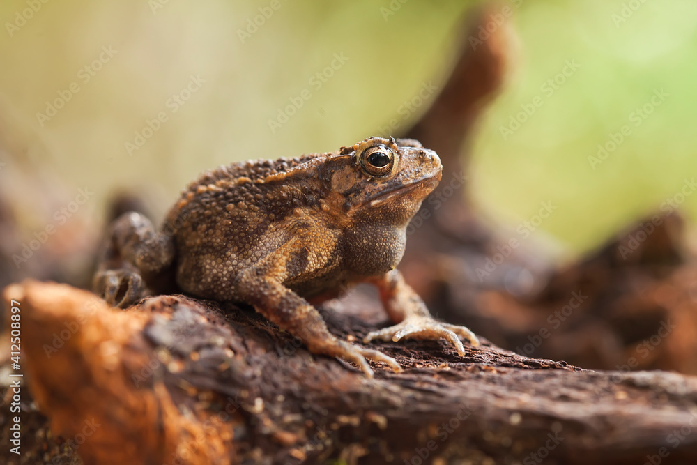The Swamp Frog with The Rough Skin The Swamp Frog with The Rough Skin