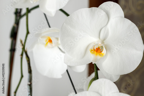 Large white orchid phalaenopsis blooms on the windowsill