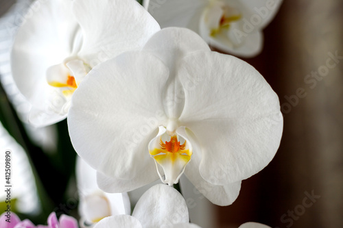 Large white orchid phalaenopsis blooms on the windowsill