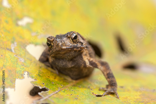 The Swamp Frog with The Rough Skin photo