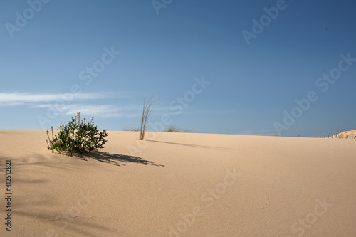 Sand dune with Cakile maritima plant against blue sky at Tarifa coast in Cadiz, Andalusia, Spain