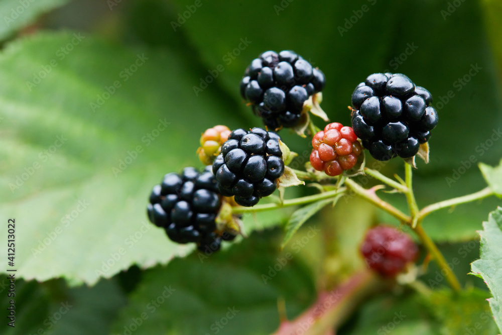 Black raspberry (Rubus occidentalis) - wild growing berries ripening near the forest, closeup Black raspberry (Rubus occidentalis) - wild growing berries ripening near the forest, closeup