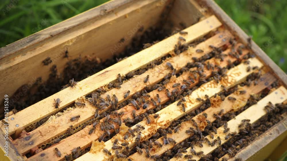 honey bees on honeycomb in apiary in summertime honey bees on honeycomb in apiary in summertime