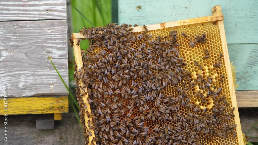 honey bees on honeycomb in apiary in summertime honey bees on honeycomb in apiary in summertime