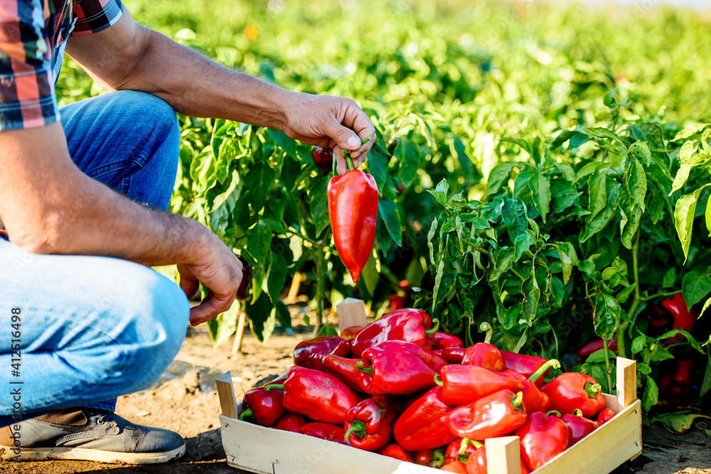 Fototapeta premium Gardening. Man picking paprika in the garden, close up photo. Agricultural concept