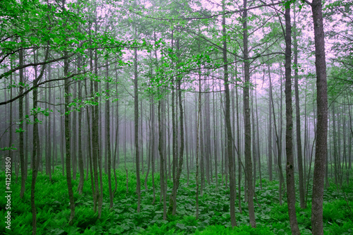 Green fog, Green grove, Uzungol, Longlake photo