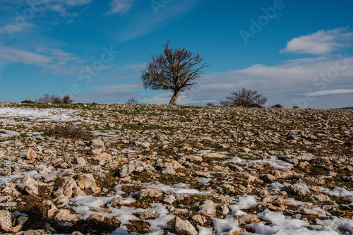 Bare tree in the middle of a rocky moor with some traces of snow