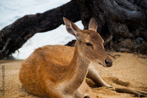 A Javan Rusa deer ((Rusa timorensis) sitting on the beach on Menjangan Island in Bali photo
