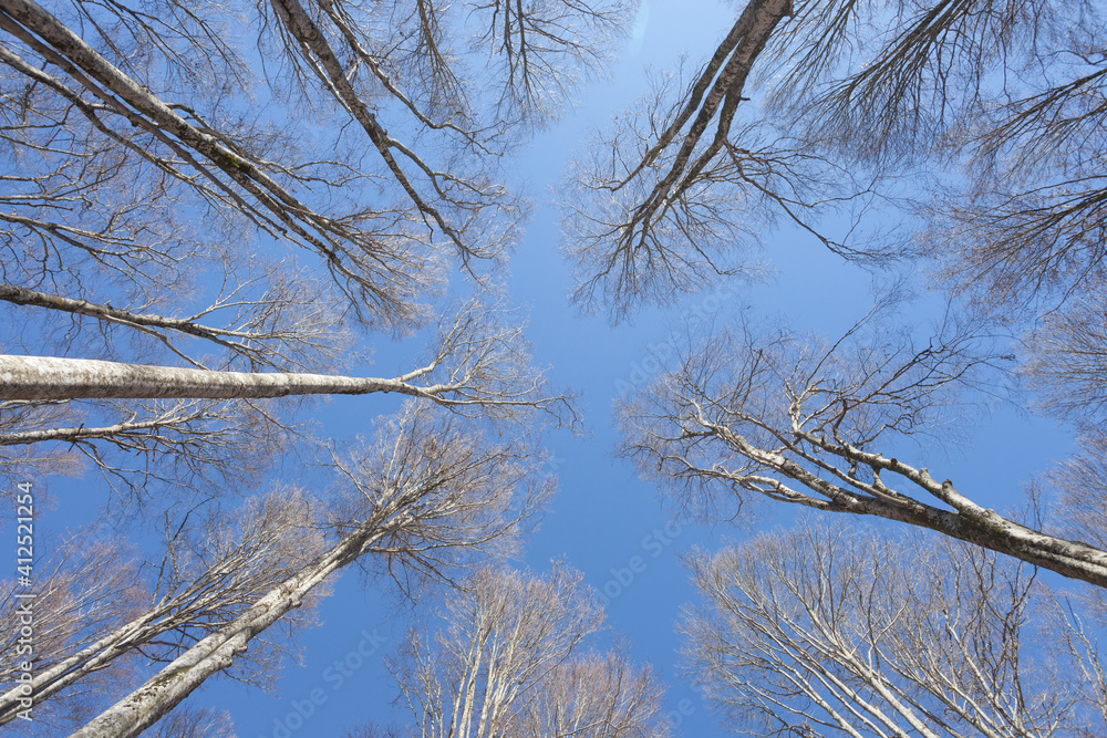 foliage inside an Italian forest at fall foliage inside an Italian forest at fall