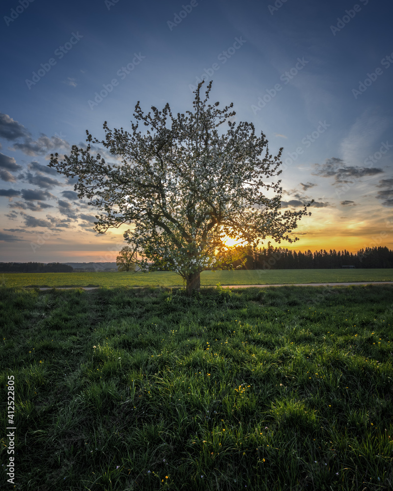 Fototapeta premium sunset on little tree in allgaeu germany