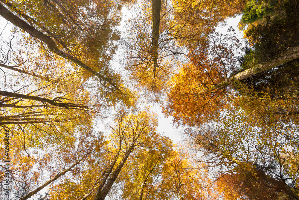 foliage inside an Italian forest at fall foliage inside an Italian forest at fall