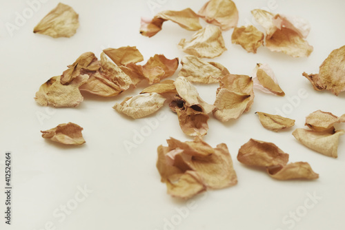 Dry petal of rose on white for background
