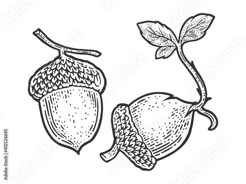 sprouted acorn sketch engraving vector illustration. T-shirt apparel print design. Scratch board imitation. Black and white hand drawn image.