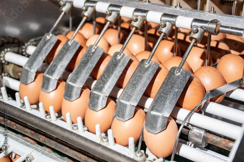 Sorting and selection of high-quality eggs. Poultry farm. Industrial egg production line. Close-up of hands in blue gloves.