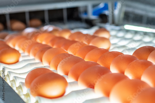 A worker's hand checks the eggs for microcracks in a special backlit bunker. Poultry farm. Industrial egg production line.