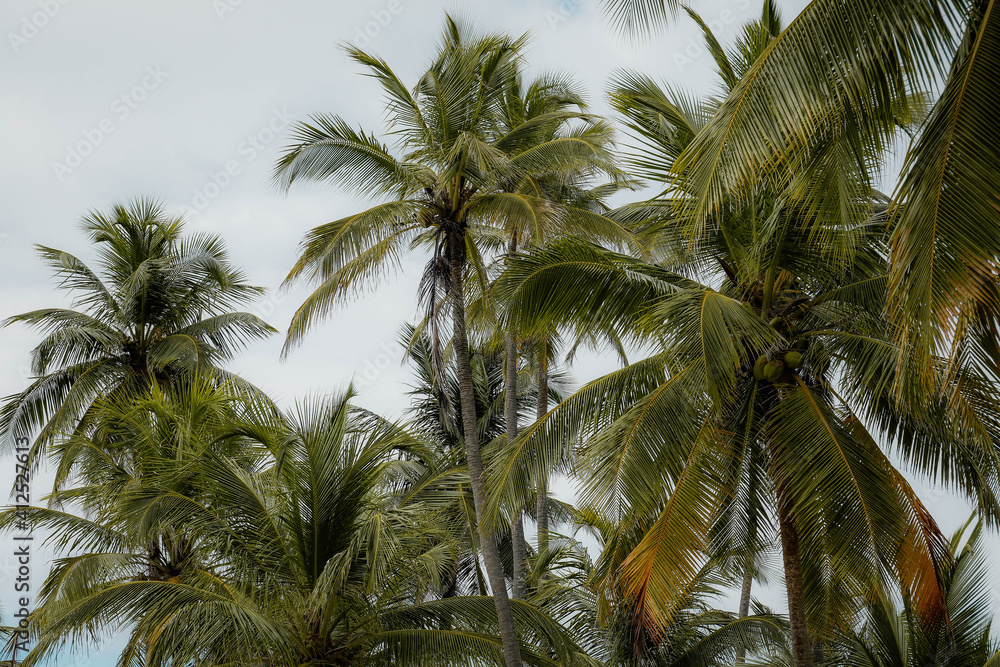 palm trees of the caribbean coast