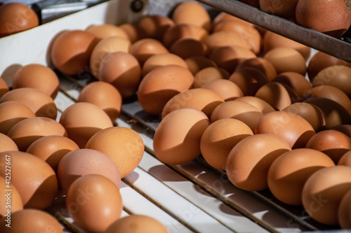 A worker's hand checks the eggs for microcracks in a special backlit bunker. Poultry farm. Industrial egg production line.