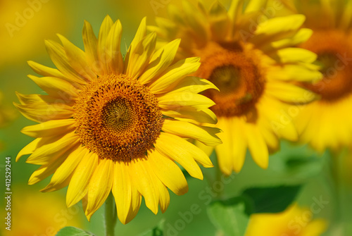 Beautiful yellow sunflowers