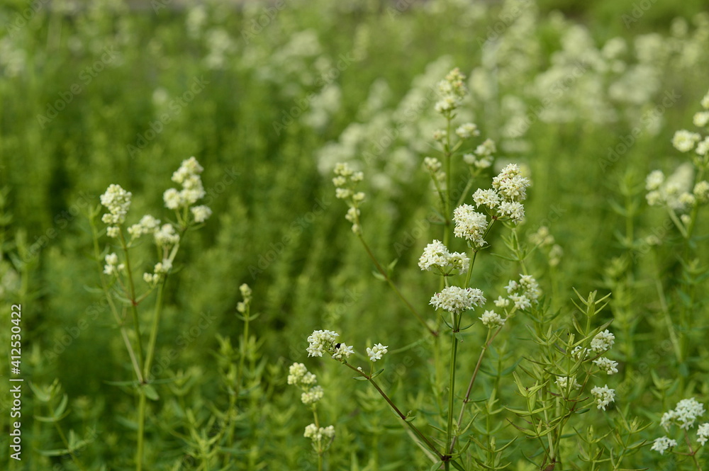 Closeup Galium boreale known as northern bedstraw with blurred background in summer garden Closeup Galium boreale known as northern bedstraw with blurred background in summer garden