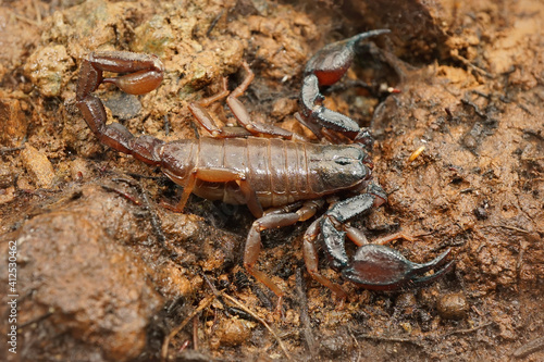 Close up of the Pacific or Western Forest Scorpion   Uroctonus mordax from North America