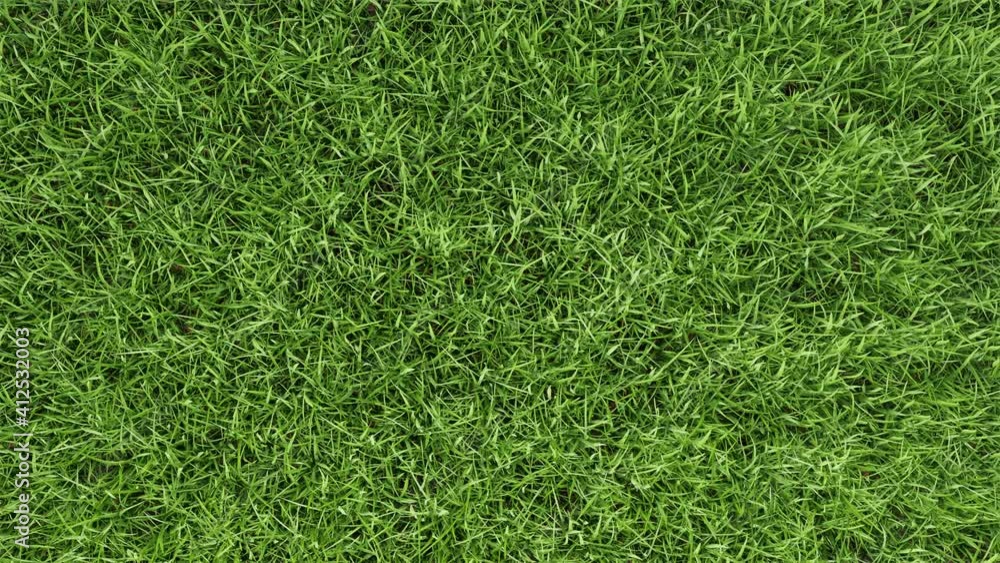 Купить семена травы Овсяница тростниковидная, ЛОСИНКА - ПО "АгроНаука"