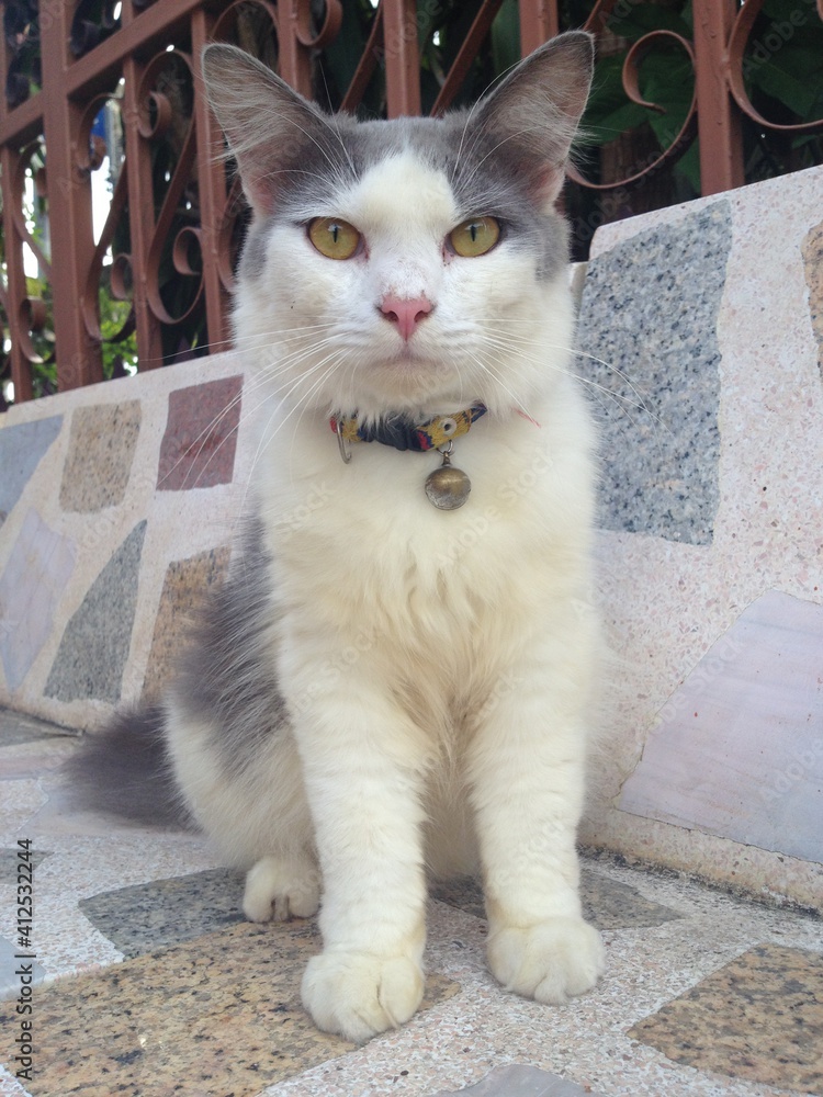 Obraz premium Cat looking