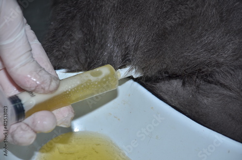 a veterinarian performs catheterization of the bladder of a cat with urolithiasis