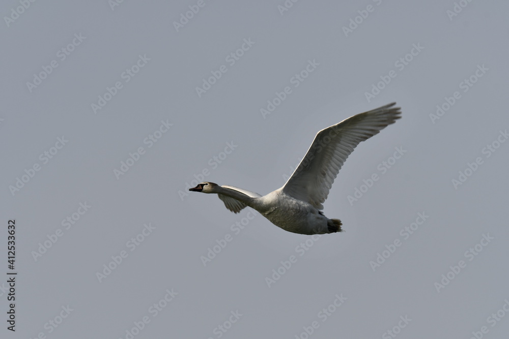 Mute Swan in flight with spread wings Mute Swan in flight with spread wings