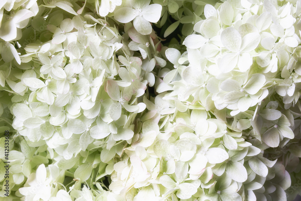 White hydrangea flower close-up. Hydrangea arborescens. Floral background. White hydrangea flower close-up. Hydrangea arborescens. Floral background.