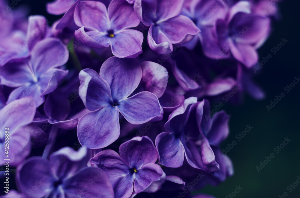 Beautiful purple lilac flowers. Macro photo of lilac spring flowers. Beautiful purple lilac flowers. Macro photo of lilac spring flowers.