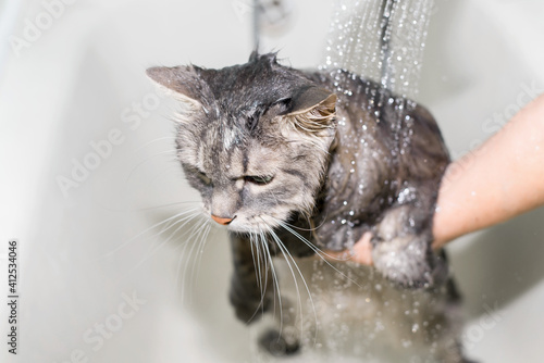 Cat taking a shower. Female hands washing the cat. Gray green-eyed cat plaintively looking to the side. Selective focus photo