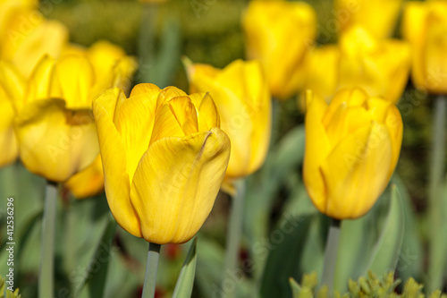 close up of yellow tulips