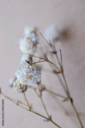  gypsophila flowers, close-up. macrophotography