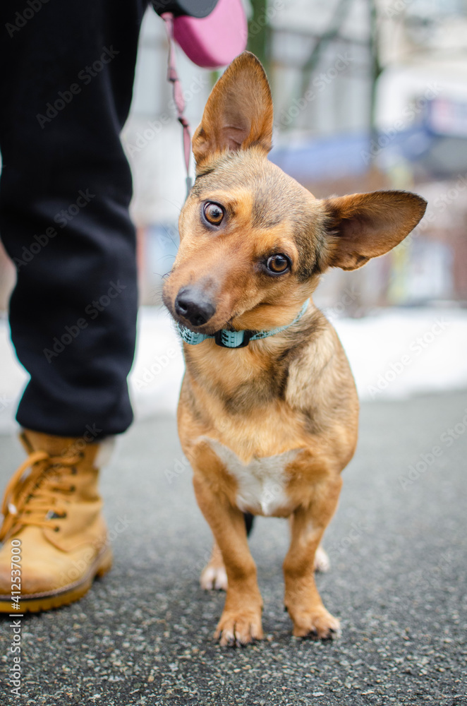 Cute red orange corgi mix puppy. Mix breed happy dog Cute red orange corgi mix puppy. Mix breed happy dog