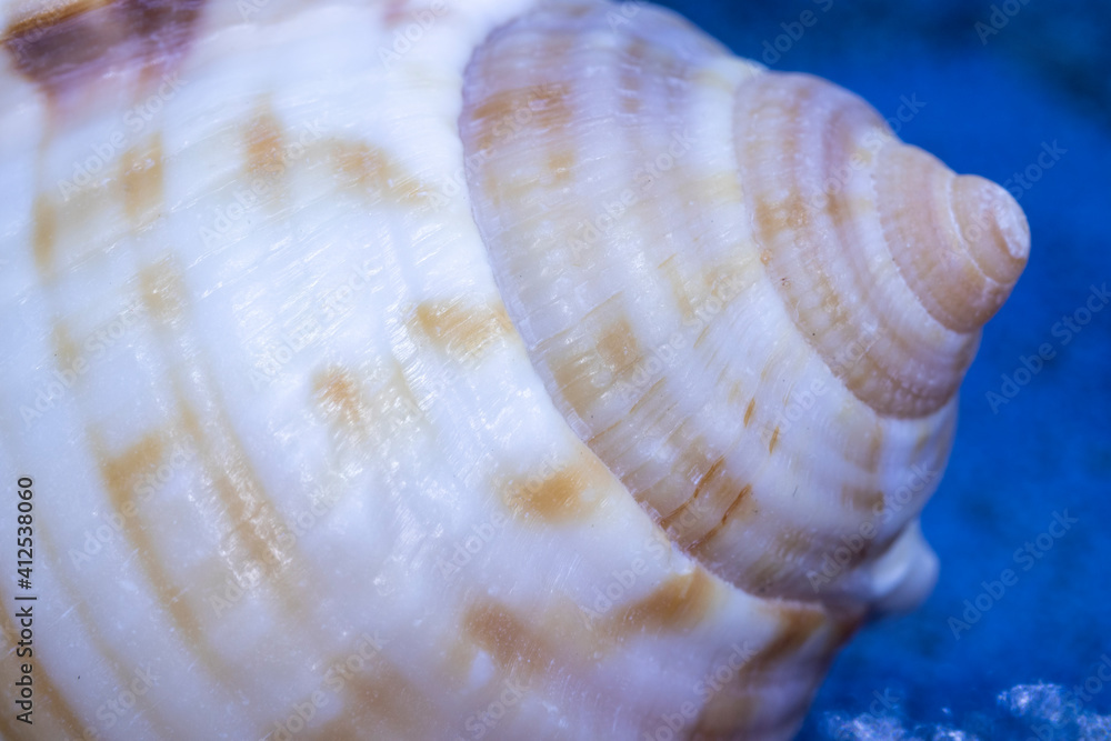 sea shell and golden ratio in nature, abstract photograph produced with macro shooting techniques. sea shell and golden ratio in nature, abstract photograph produced with macro shooting techniques.