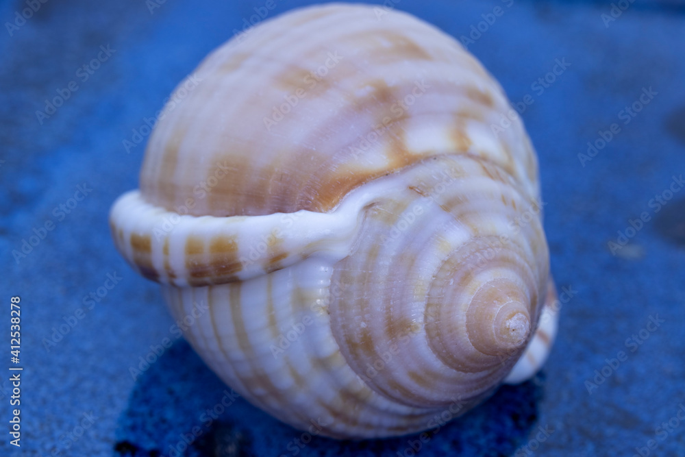 sea shell and golden ratio in nature, abstract photograph produced with macro shooting techniques. sea shell and golden ratio in nature, abstract photograph produced with macro shooting techniques.