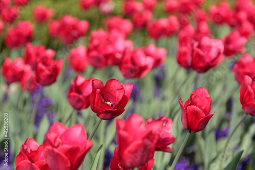 bed of red tulips in spring