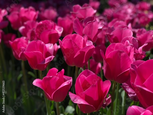 tulipa  flor  rosa  primavera  tulipa  naturaleza  flor  huerta  verde  rojo  florecer  campa  floral  morada  hermoso  f  brica  beldad  flora  florecer  color  verano  brillante  variopinto  aparcar