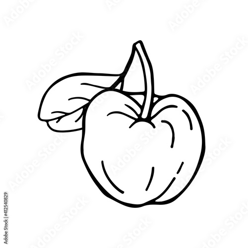 Acerola fruit and leaves. Barbados cherry. Hand drawn vector illustration.