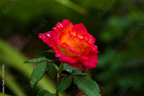 Beautiful red rose covered with dew drops against dark green background.