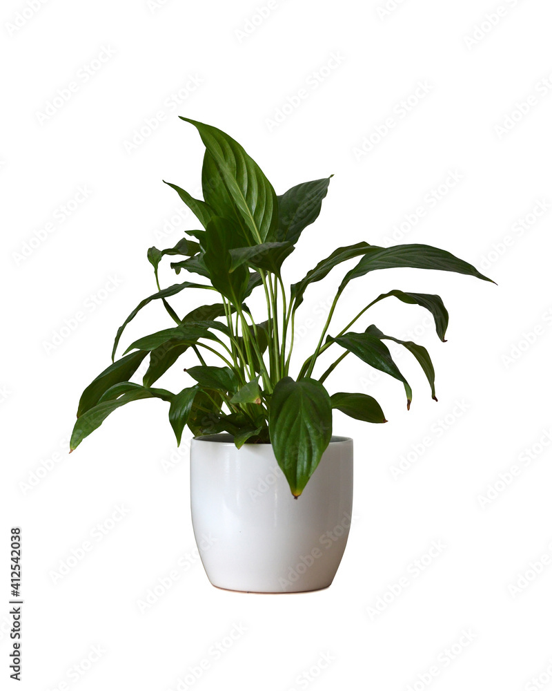 Peace lily (Spathiphyllum) in flowerpot isolated on white background Peace lily (Spathiphyllum) in flowerpot isolated on white background