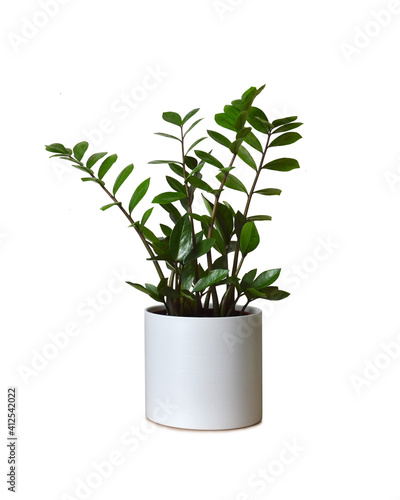 Zamioculcas zamiifolia or ZZ plant in pot isolated on white background