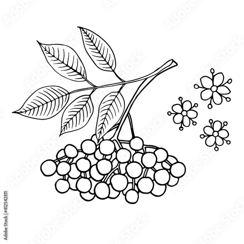 Elderberry (Sambucus nigra). Fruits, flowers and leaves. Hand drawn vector illustration in sketch style.