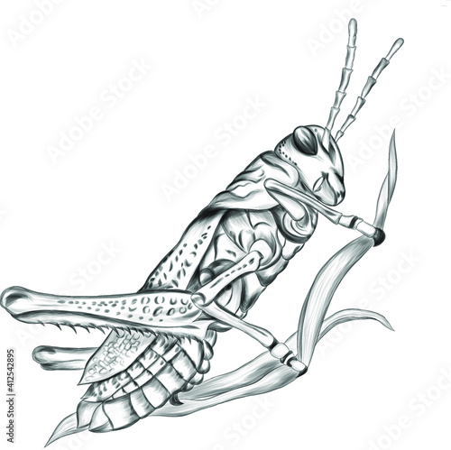 grasshopper insect black white sketch vector illustration