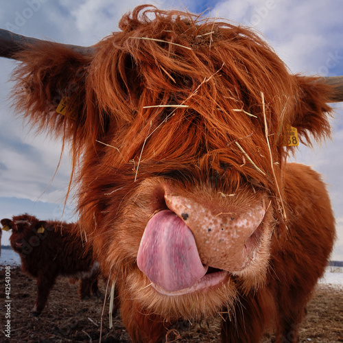 Wallpaper Mural ....ganz nah...... Torontodigital.ca